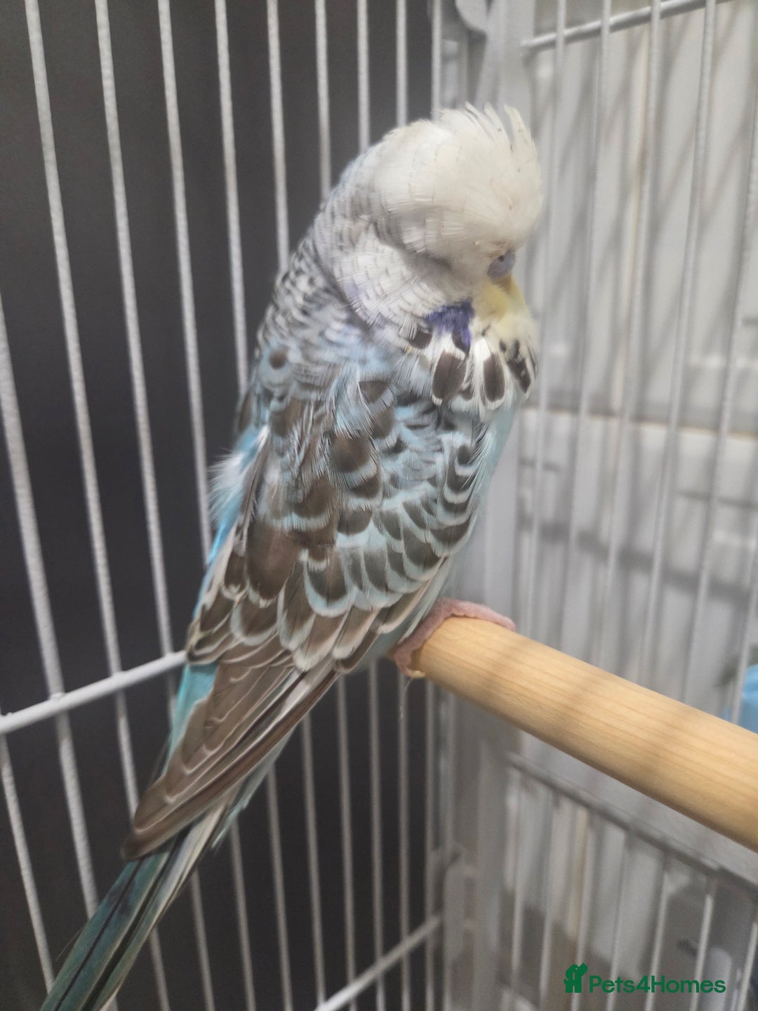 Budgerigars birds for sale: Exhibition budgies - Advert 3