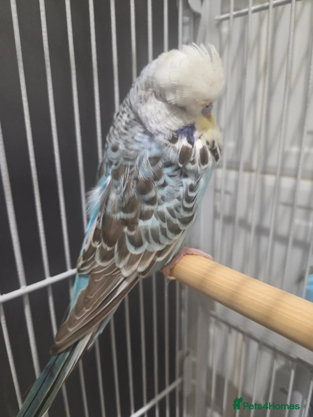 Budgerigars birds for sale: Exhibition budgies - Advert 3