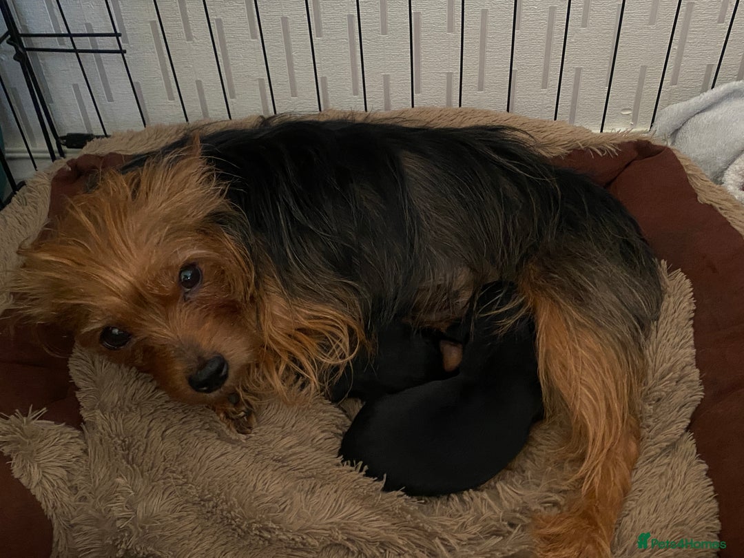 Yorkshire Terrier dogs for sale: Yorkshire Terrier puppies  - Image 17