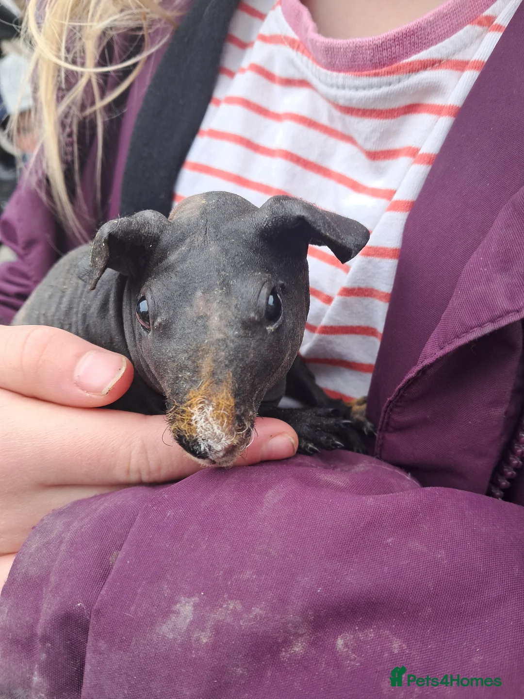 Guinea Pig rodents for sale: Skinny Pigs Males and Females available now - Advert 6
