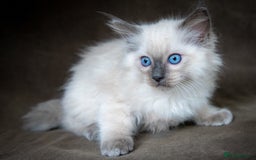 Ragdoll cats for sale: Stunning Ragdoll Kittens - Image 5