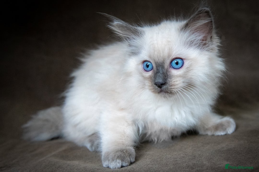 Ragdoll cats for sale: Stunning Ragdoll Kittens - Image 5