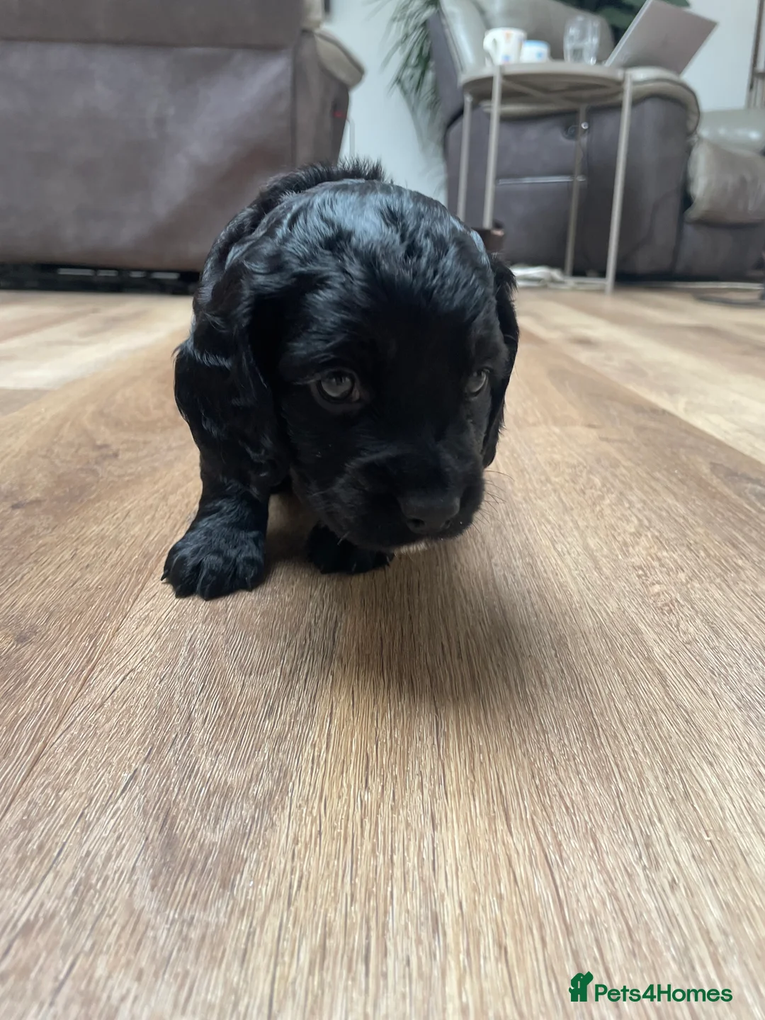 Cocker Spaniel dogs for sale: Working cocker spaniel puppies - Advert 6