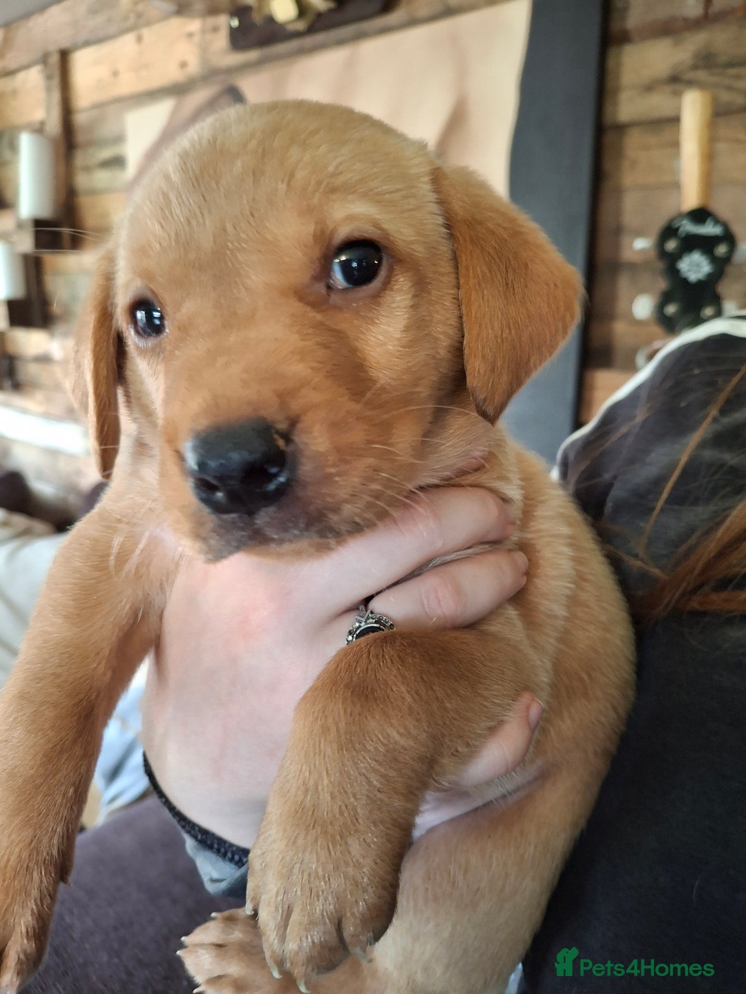 Labrador Retriever dogs for sale: Red 5th generation pedigree labrador  - Image 15