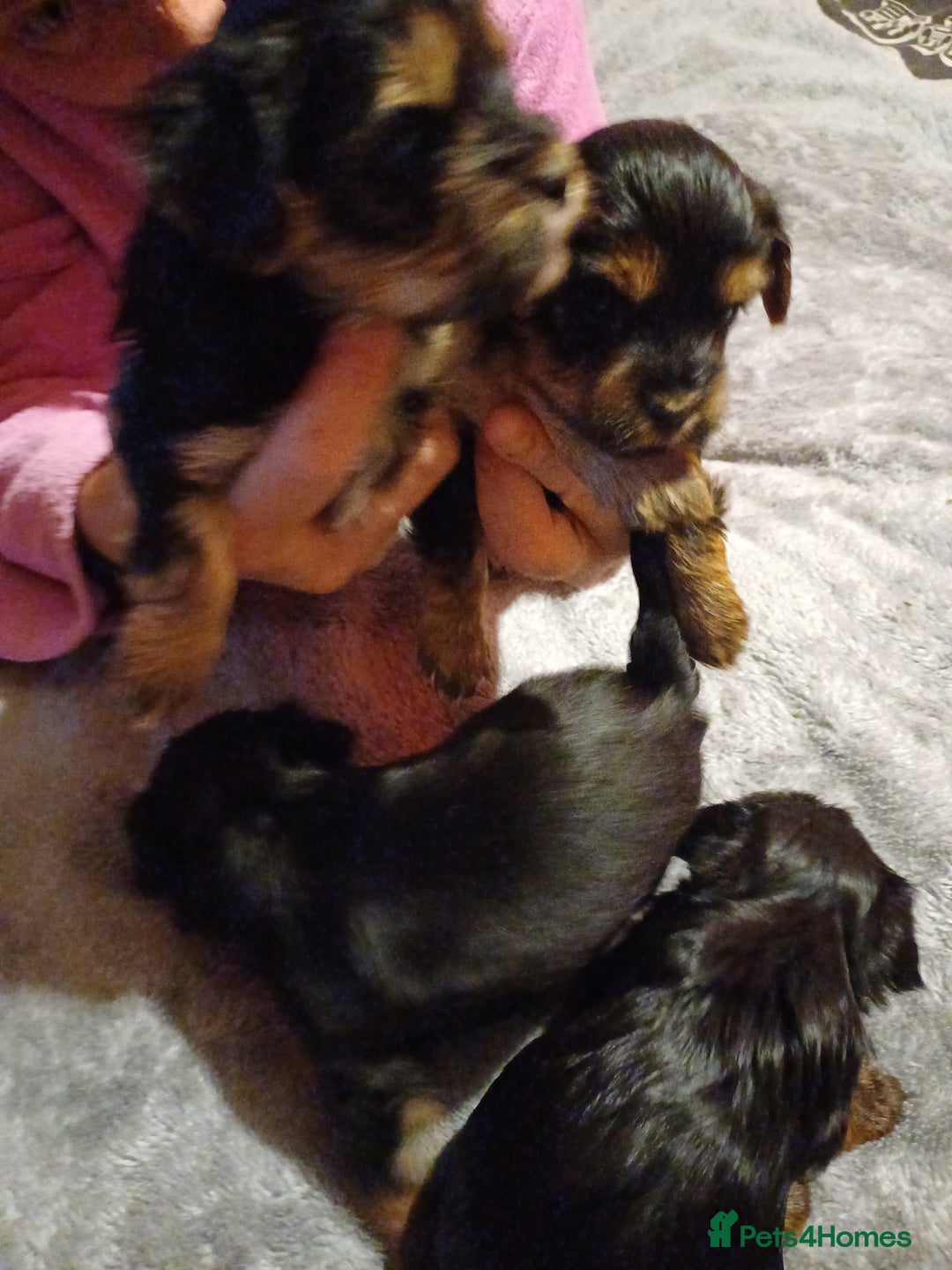 Yorkshire Terrier dogs for sale: Yorkshire terrier  - Advert 3