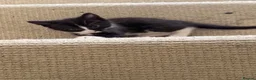 Mixed Breed cats for sale: 2 kittens left  - Advert 16