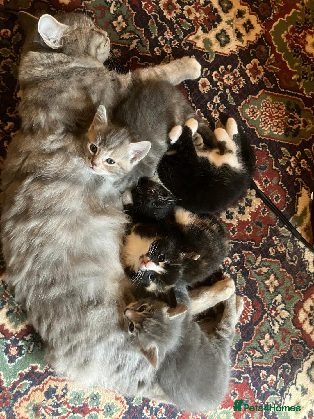 Mixed Breed cats for sale: Affectionate Farm Reared Kittens - Advert 1