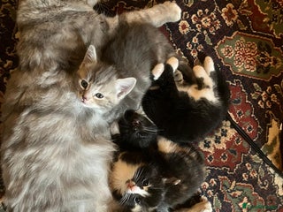 Mixed Breed cats Affectionate Farm Reared Kittens - Advert 1