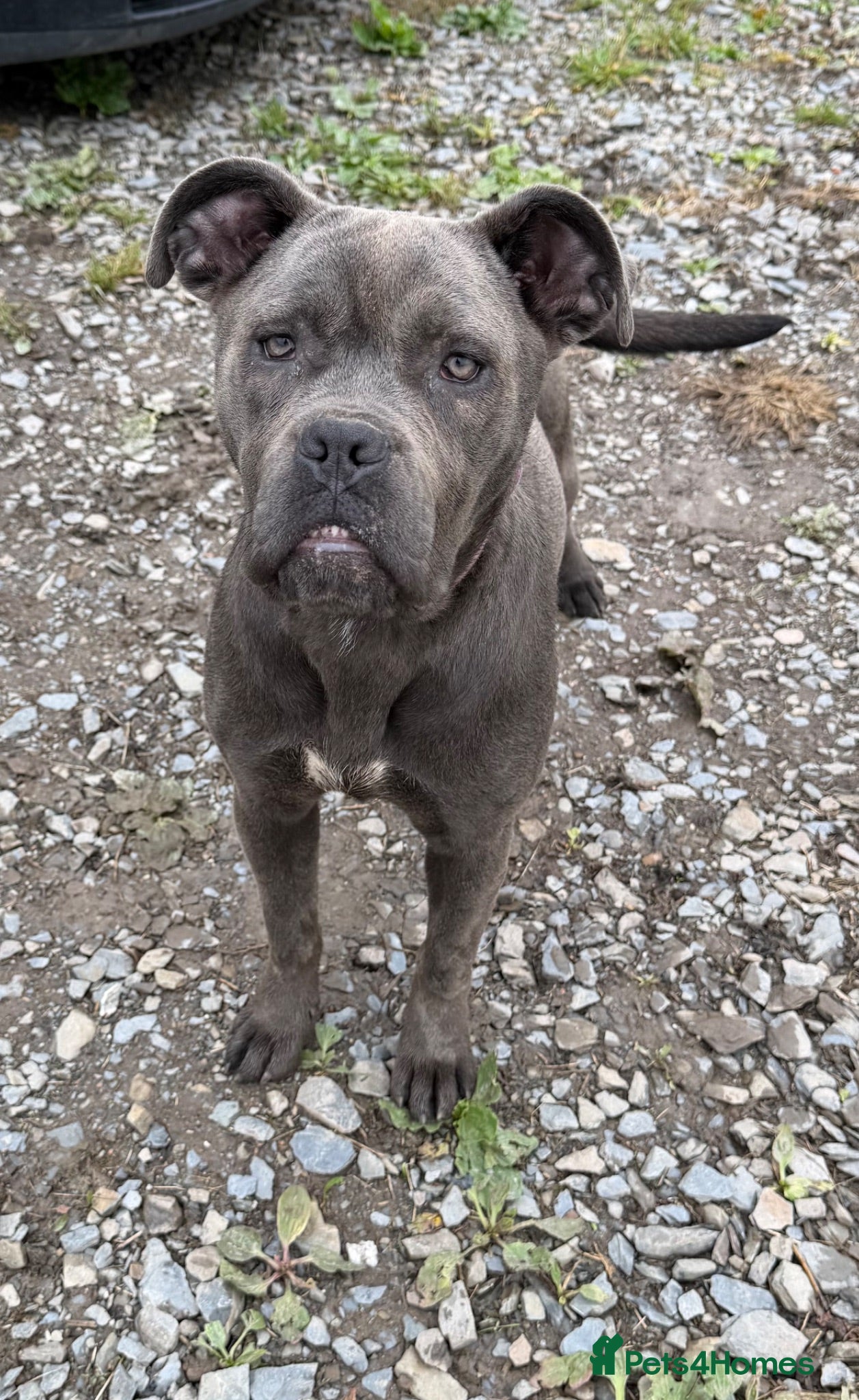 Cane Corso dogs Skye  - Advert 1
