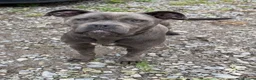 Cane Corso dogs for sale: Skye  - Advert 1
