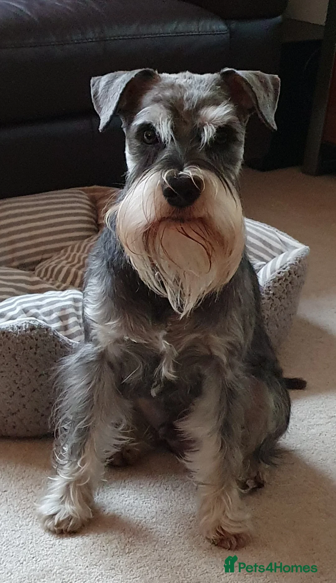 Miniature Schnauzer dogs for stud: Handsome black and silver Miniature Schnauzer  in Cambridge - Advert 7