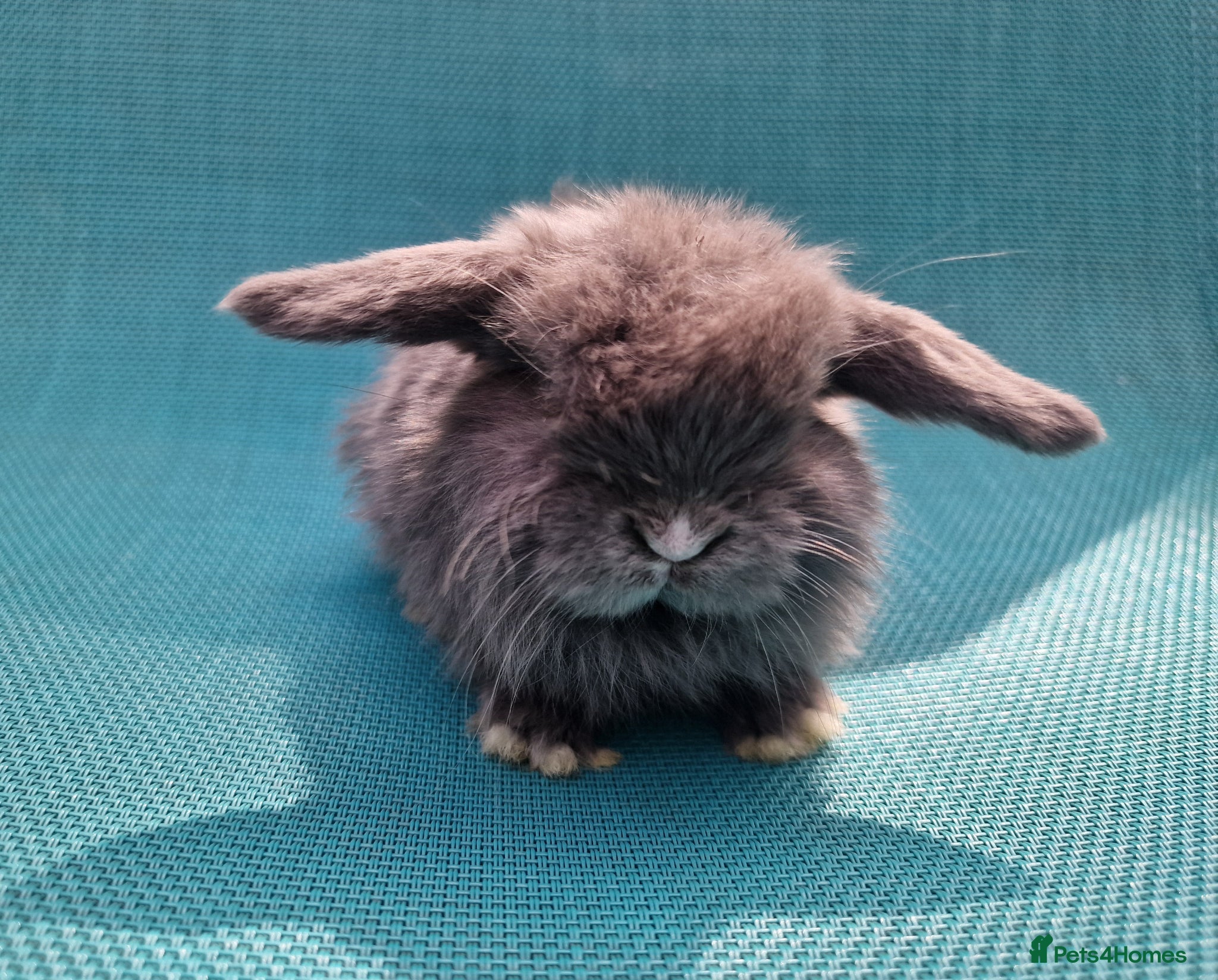 Mini Lop rabbits Baby male mini lops - Advert 10