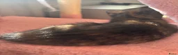 Mixed Breed cats for sale: 10 beautiful kittens in Birmingham - Advert 5