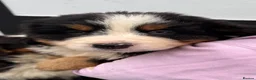 Bernese Mountain Dog dogs for sale: Bernese Mountain Dog Puppies  - Advert 2