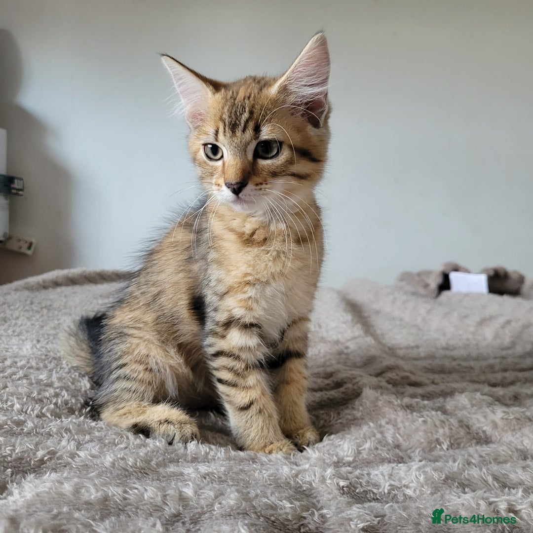 Bengal cats for sale: 3 black and 3 bengal kittens (1 male) - Image 13