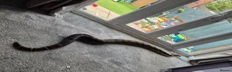 Boa Snake reptiles for sale: Large 8 to 9 foot boa contrictor  - Advert 2