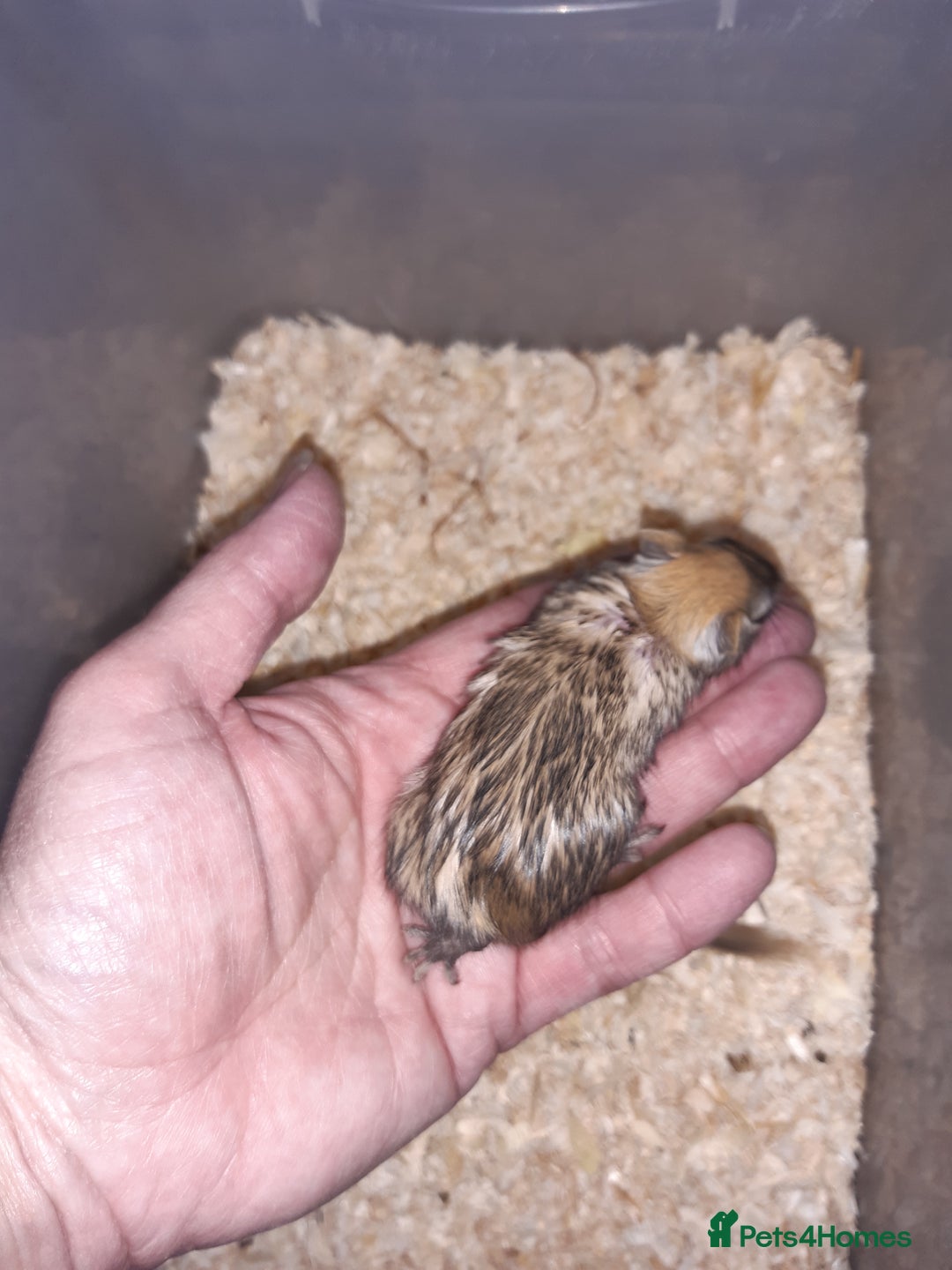 Gerbil rodents for sale: Super friendly gerbils from hobby breeder  - Image 14