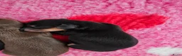 Miniature Dachshund dogs for sale: 7 miniature dachshund puppies  - Advert 2