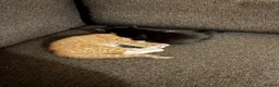 Mixed Breed cats for sale: Five beautiful kittens  in Witney - Advert 4