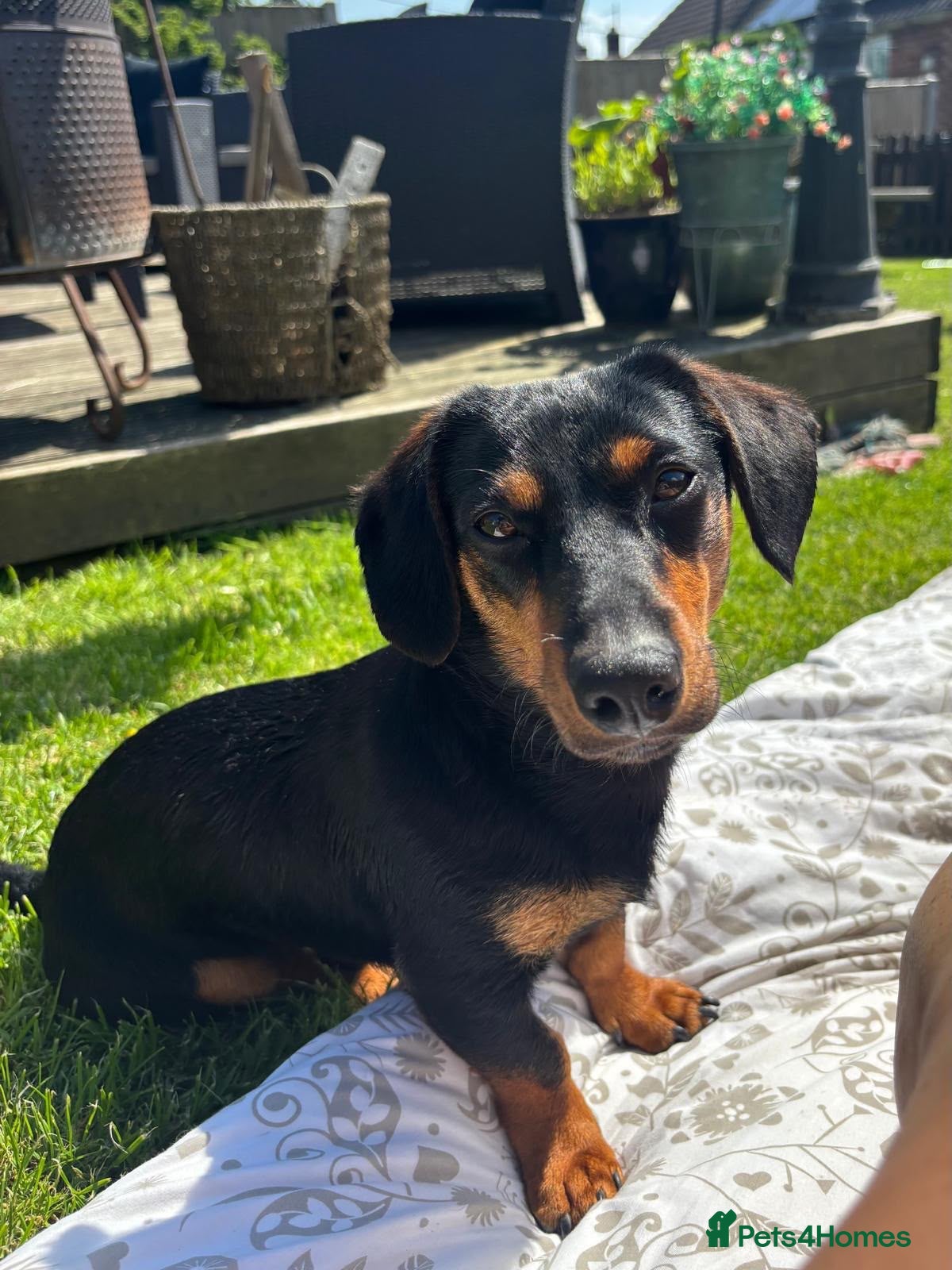Mixed Breed dogs Stunning little dachshund cross terrier  - Advert 1