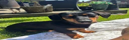 Mixed Breed dogs for stud: Stunning little dachshund cross terrier  - Advert 1