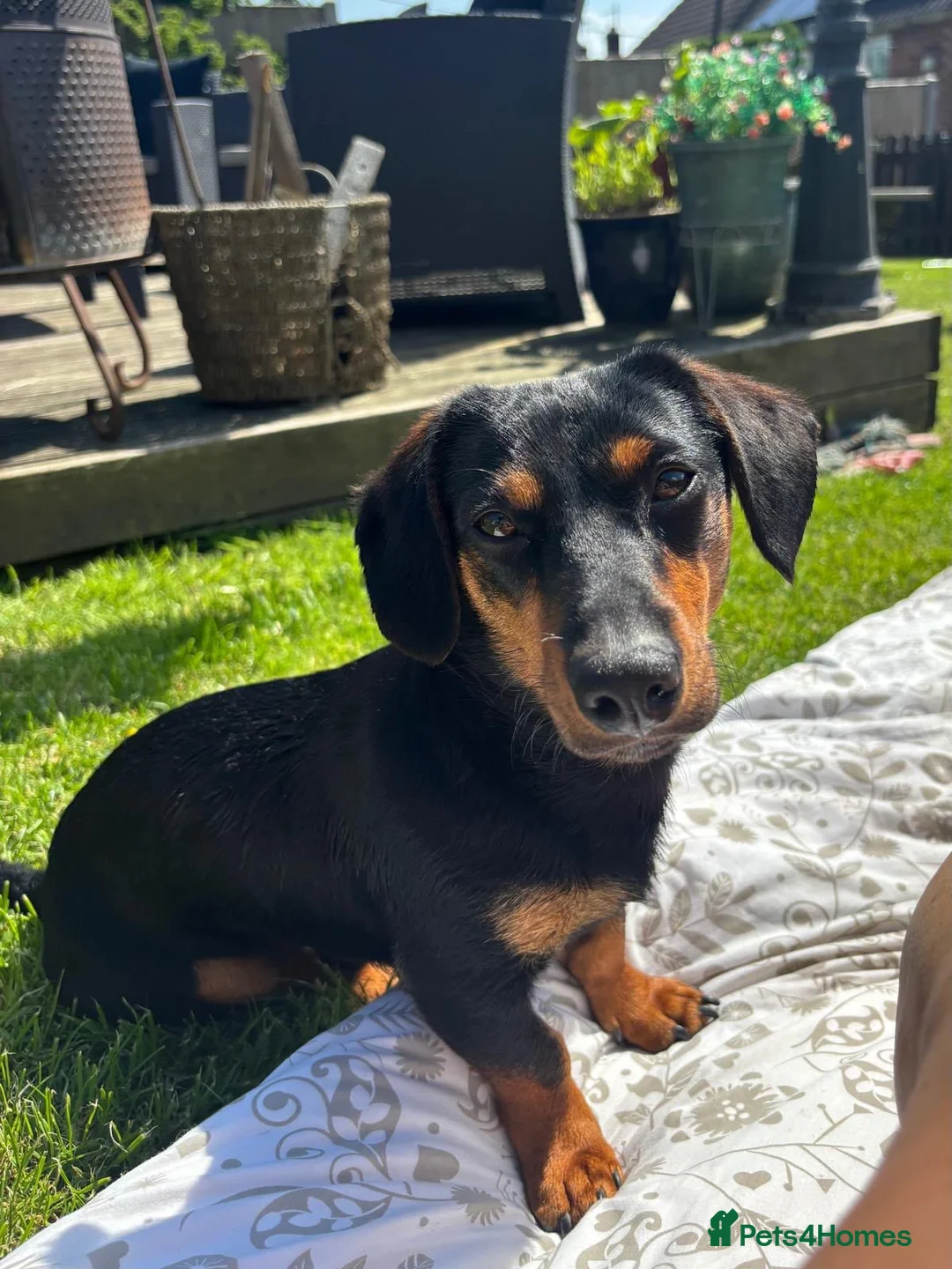 Mixed Breed dogs for stud: Stunning little dachshund cross terrier  - Advert 1