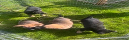 Mixed Breed dogs for sale: German Shepard malonis puppy’s  - Advert 11