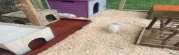 Quail poultry for sale: ** TWO JUMBO WHITE MALE QUAIL FOR SALE ** - Advert 5