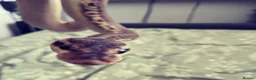 Python Snake reptiles for sale: Pewter Royal + 3 ft viv and equipment. in Chelmsford - Advert 2