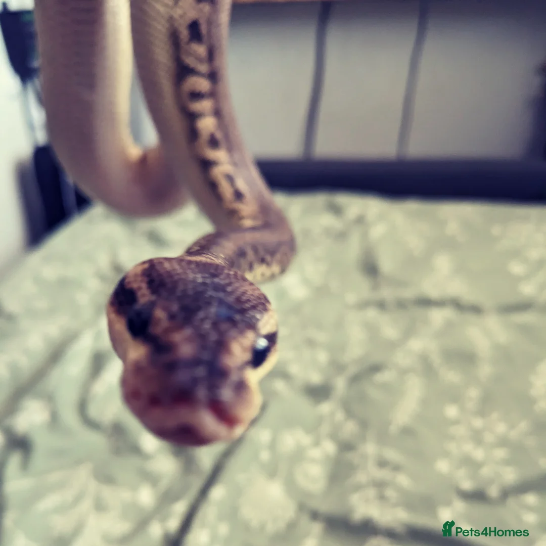 Python Snake reptiles for sale: Pewter Royal + 3 ft viv and equipment. in Chelmsford - Advert 2