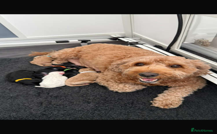 Cavapoo dogs - Advert 3