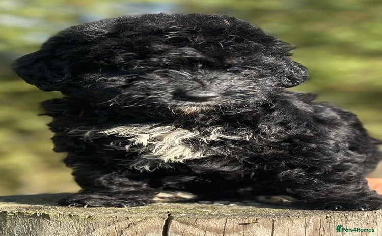 Bernedoodle dogs - Advert 2