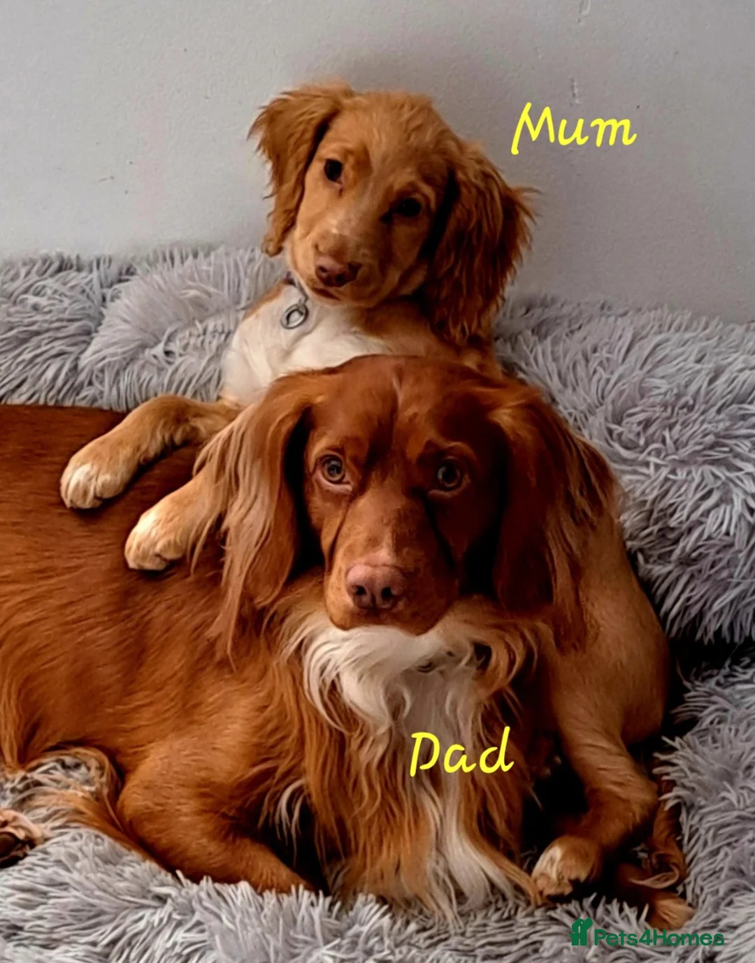 Cocker Spaniel dogs for sale: Working cocker spaniel puppies red and white & tan - Advert 2