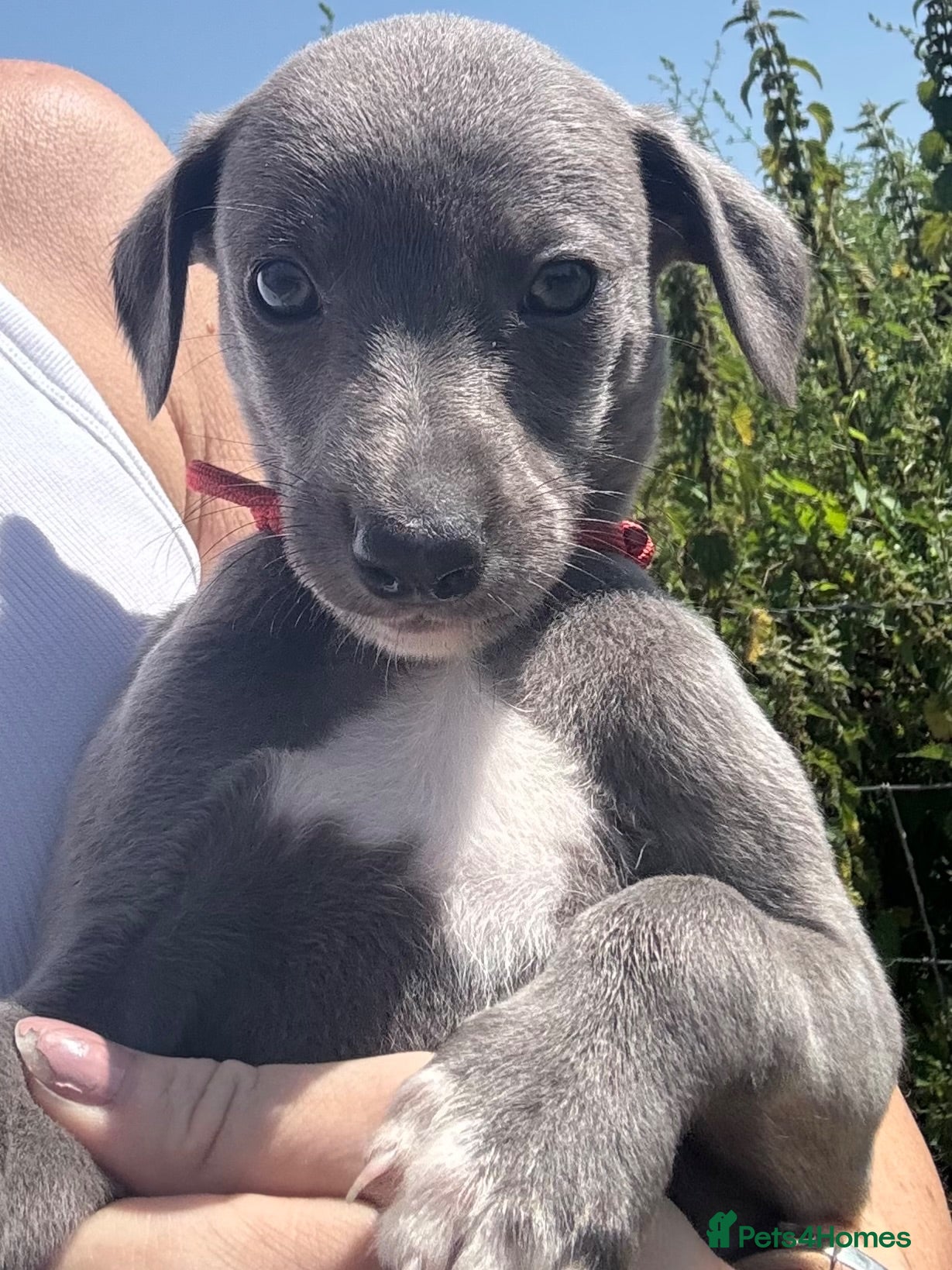 Whippet dogs 💙 Stunning KC Registered Blue Whippet Puppies  - Advert 1