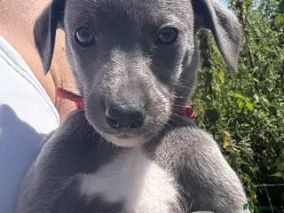 Whippet dogs 💙 Stunning KC Registered Blue Whippet Puppies - Advert 1