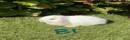 Mini Lop rabbits for sale: Pure bred mini lops . - Advert 3