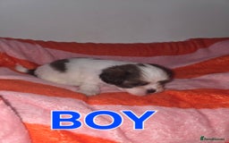 Shih Tzu dogs for sale: Shih tzu  - Image 6