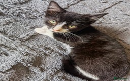 Mixed Breed cats for sale: playful lovely kittens grey torti black girls boys - Image 4