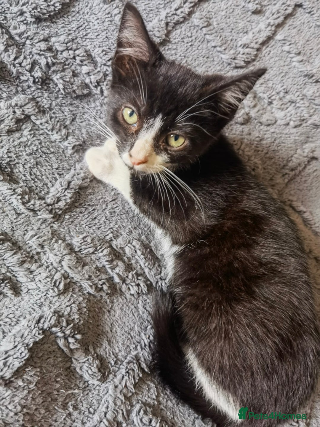 Mixed Breed cats for sale: playful lovely kittens grey torti black girls boys - Image 4
