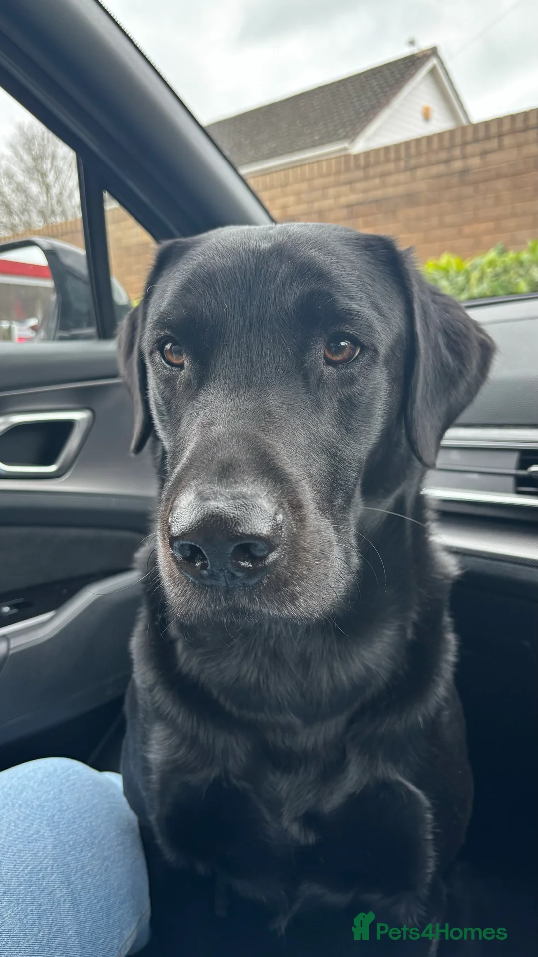 Labrador Retriever dogs for stud: Working Black Labrador Stud - Advert 3