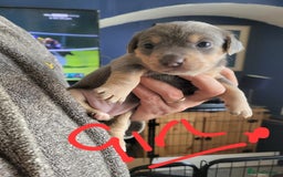 Jack Russell dogs for sale: Lilac/Blue Jack Russell puppies  in Hornchurch - Image 10