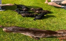 Cockapoo dogs for sale: Stunning F1 cockapoo pups - Image 13