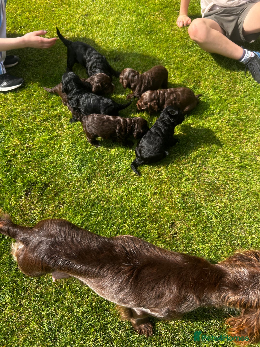 Cockapoo dogs for sale: Stunning F1 cockapoo pups - Image 13