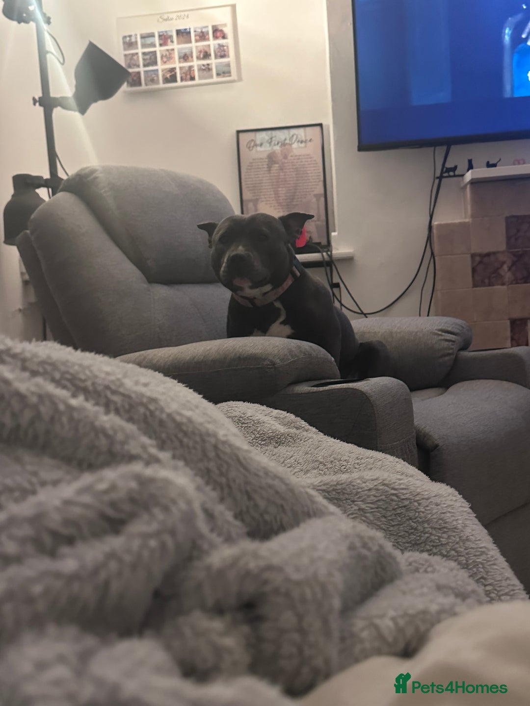 Staffordshire Bull Terrier dogs for sale: Staffy Girl Seeking a Forever Home – Meet Mabel!  - Advert 4