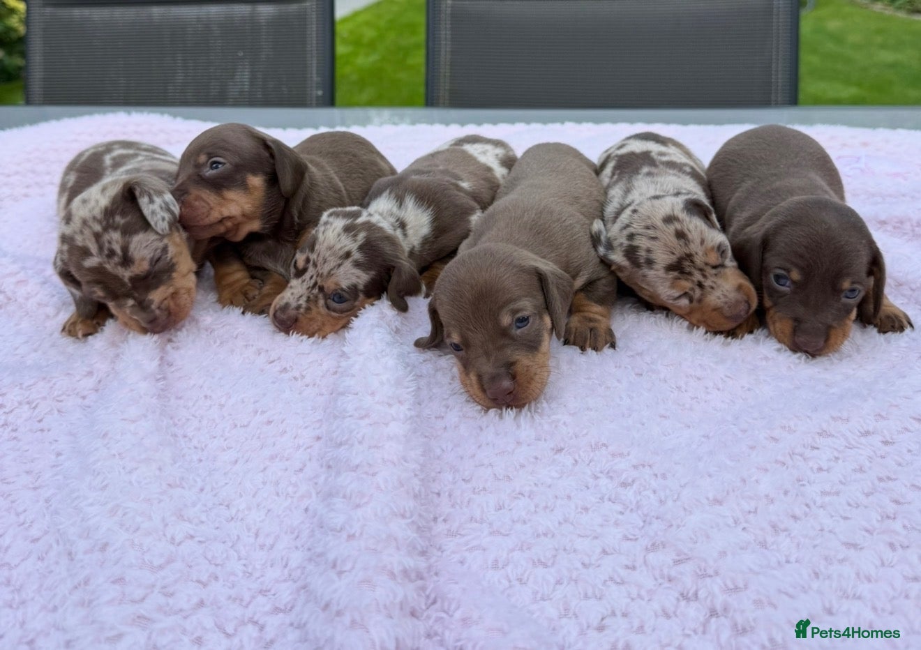 Miniature Dachshund dogs Kennel club Mini Dachshunds  - Advert 1
