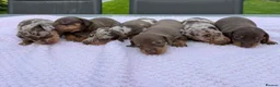 Miniature Dachshund dogs for sale: Kennel club Mini Dachshunds  - Advert 1