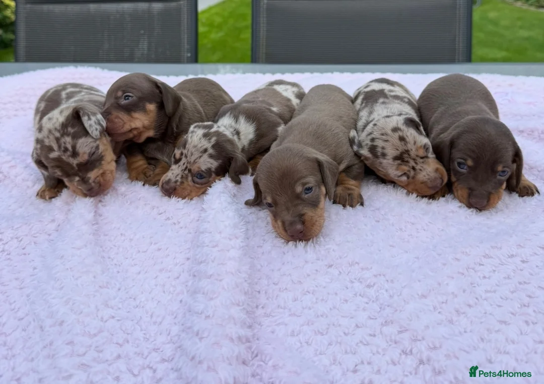 Miniature Dachshund dogs for sale: Kennel club Mini Dachshunds  - Advert 1