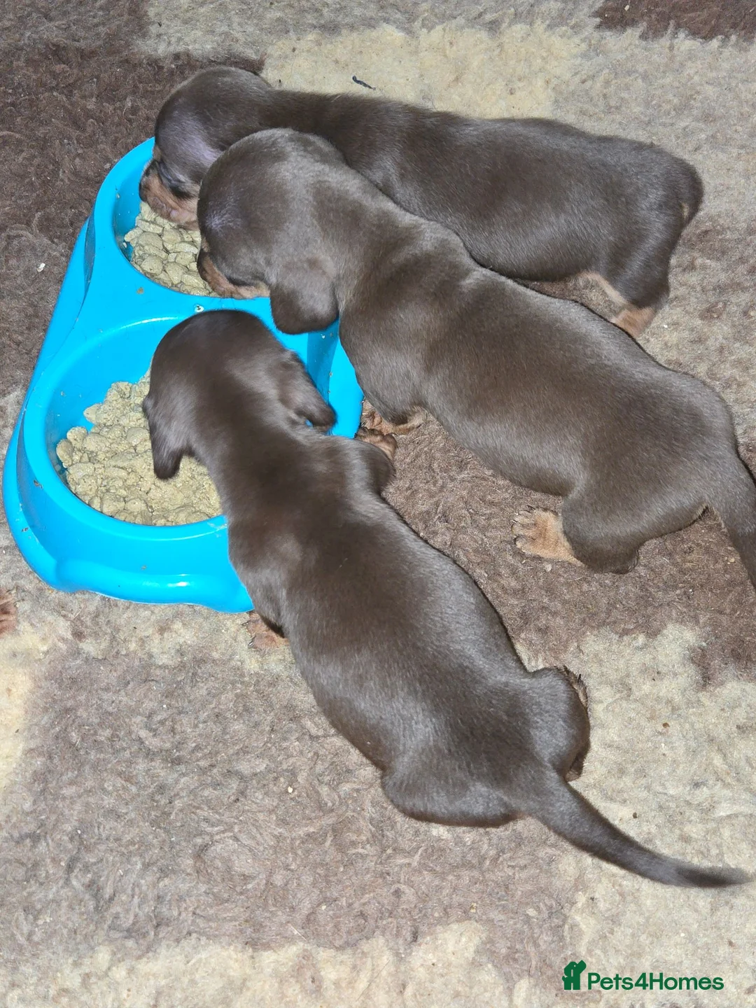 Miniature Dachshund dogs for sale: miniature dachshund pups in Spalding - Advert 9