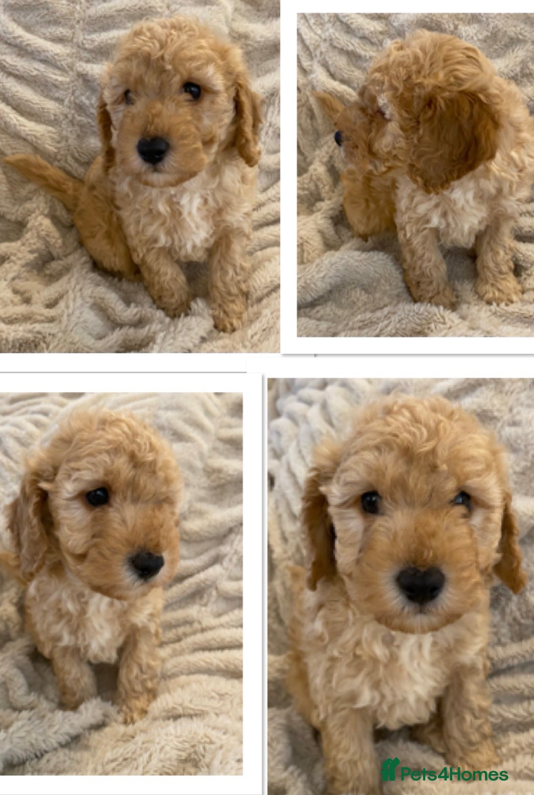 Cavapoo dogs for sale: Gorgeous Teddybear Cavapoo Puppies health checked  - Advert 6