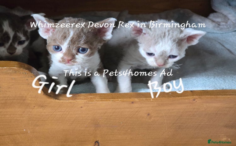 Devon Rex cats - Advert 1